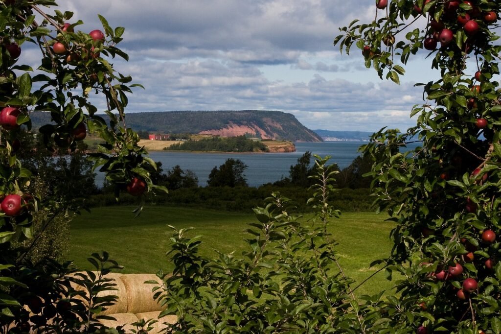 blomidon, nova scotia, apples-1872999.jpg